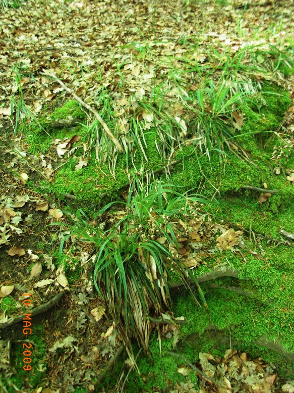 Luzula sylvatica